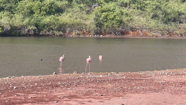 American Flamingo - ML649731384