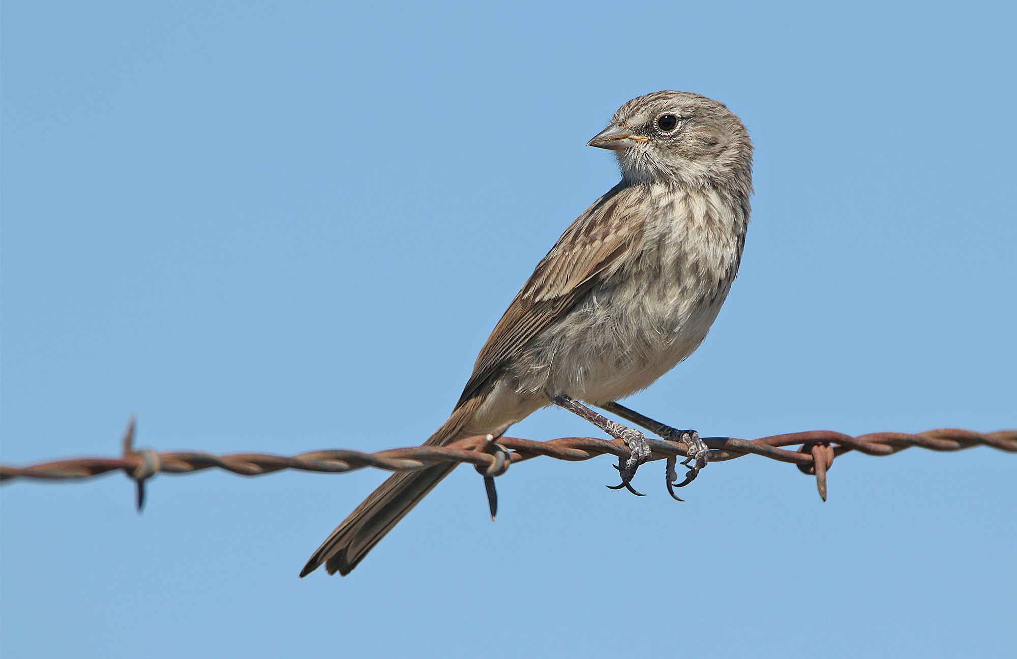 Sagebrush Sparrow