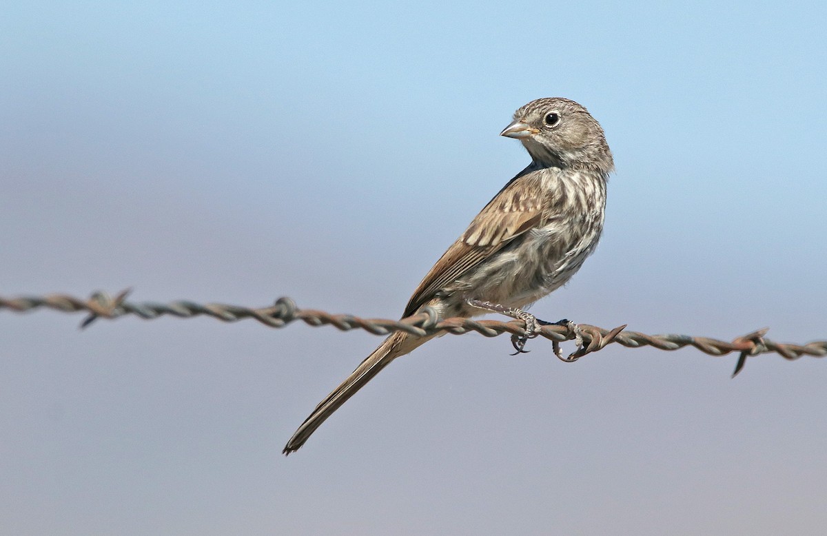 ヨモギヒメドリ - ML649731636