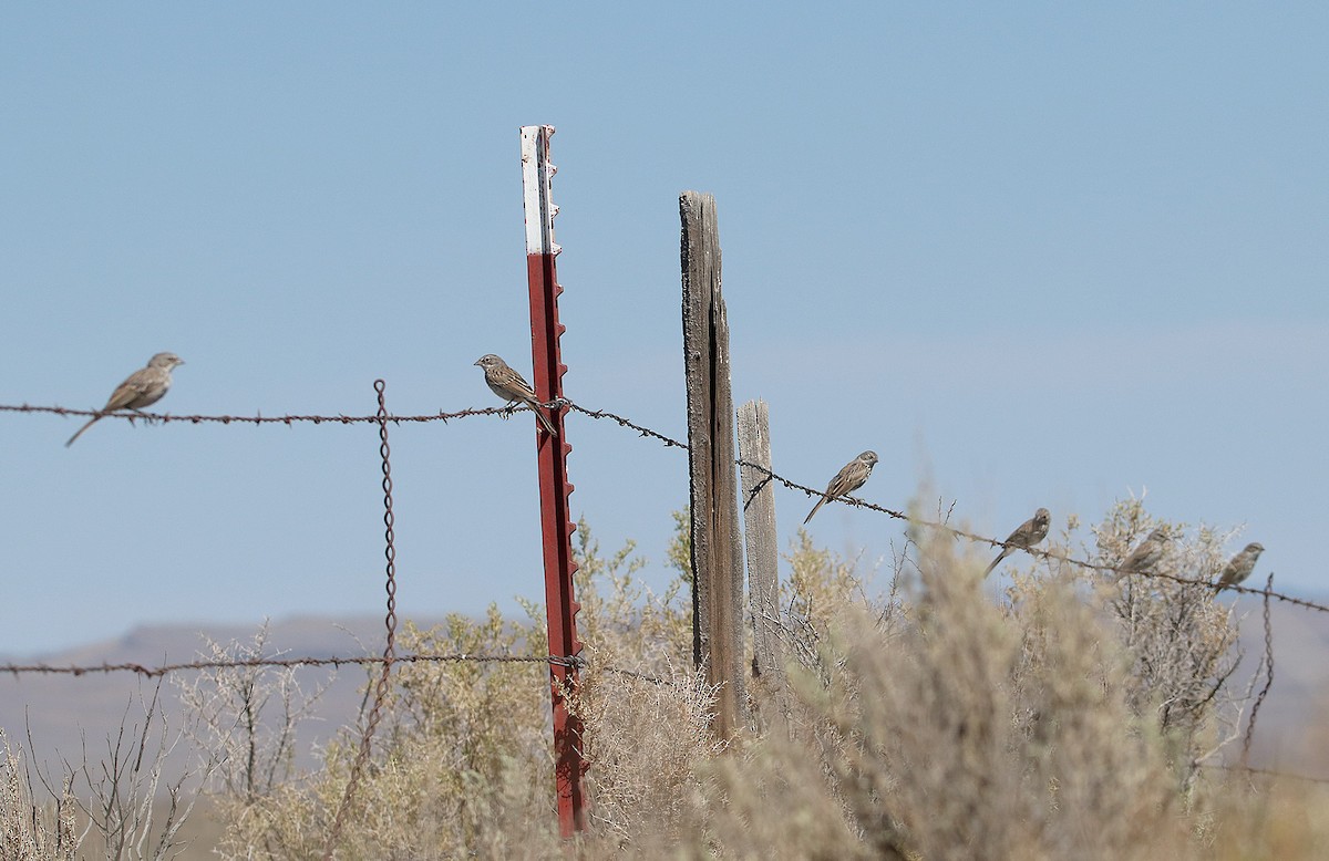 ヨモギヒメドリ - ML649731640