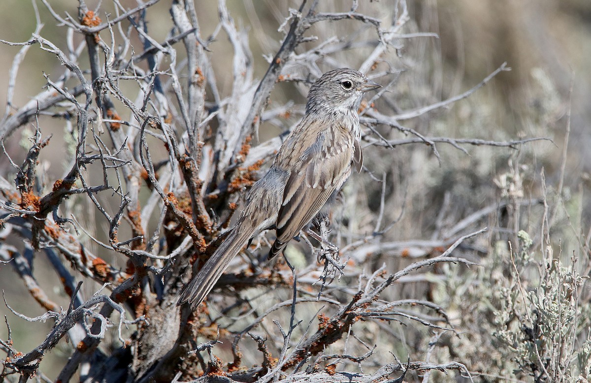 ヨモギヒメドリ - ML649731641