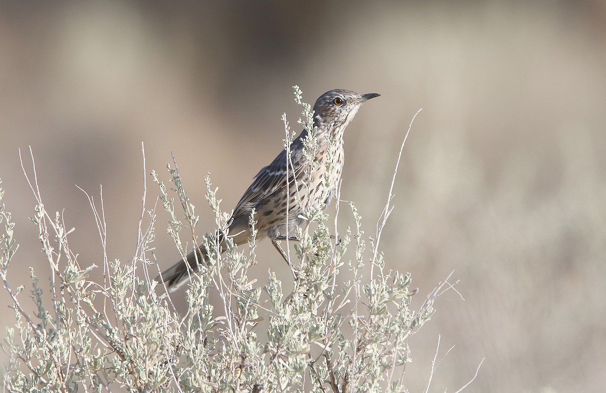 ウタイマネシツグミ - ML649731648