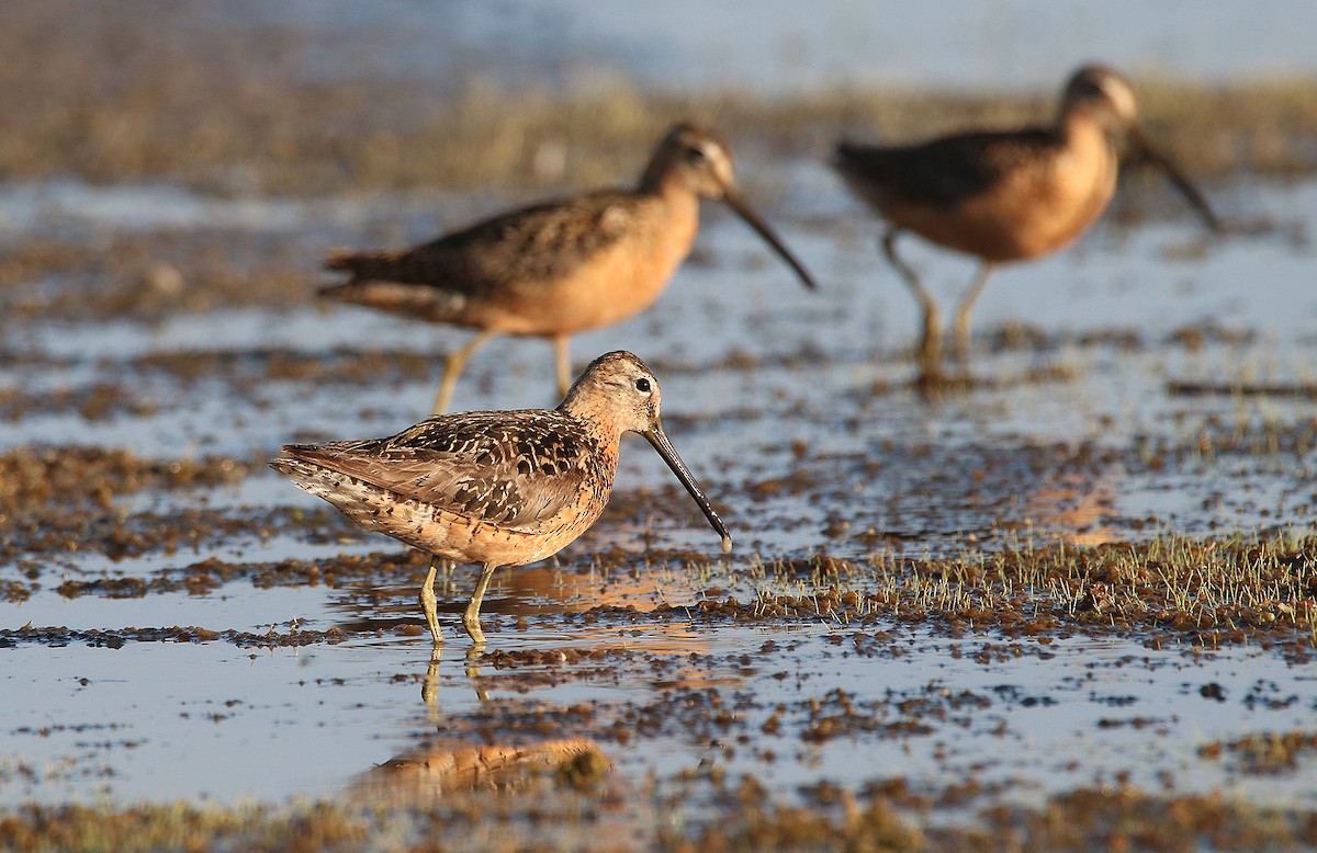 オオハシシギ - ML649731850