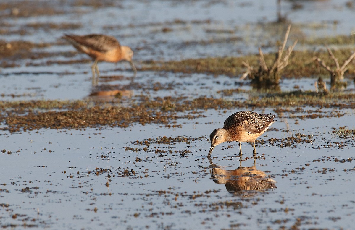 オオハシシギ - ML649731851