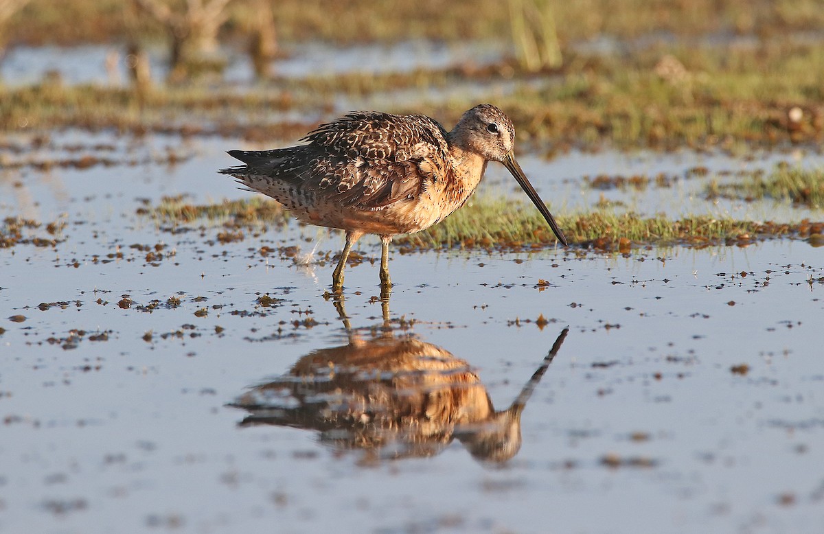 オオハシシギ - ML649731852