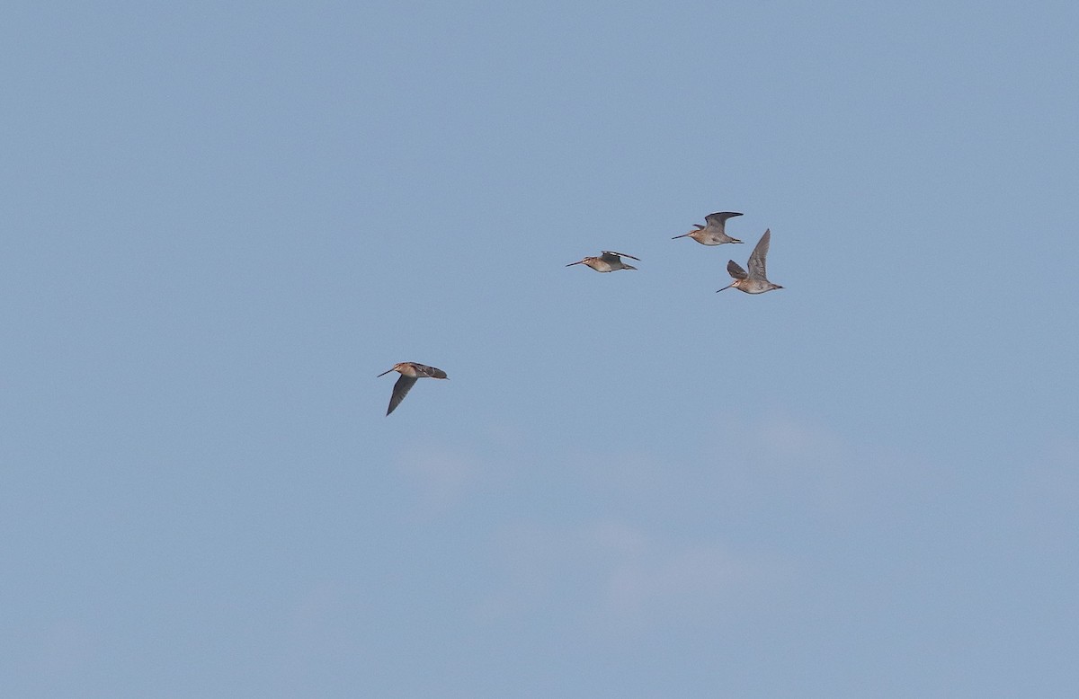 アメリカタシギ - ML649731856