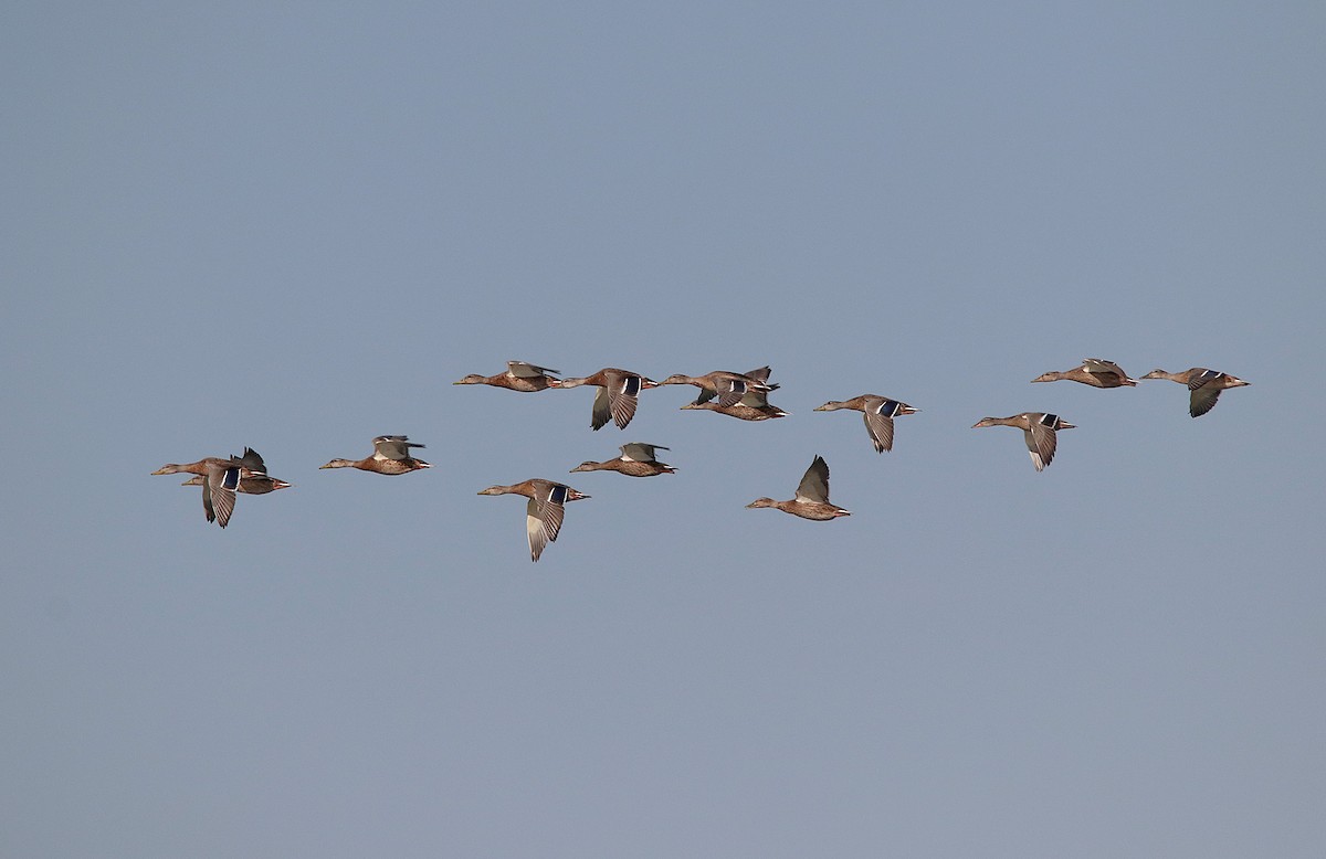 マガモ - ML649731872