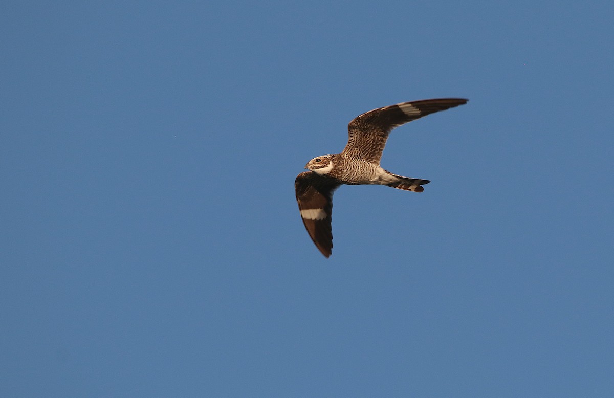 アメリカヨタカ - ML649731881