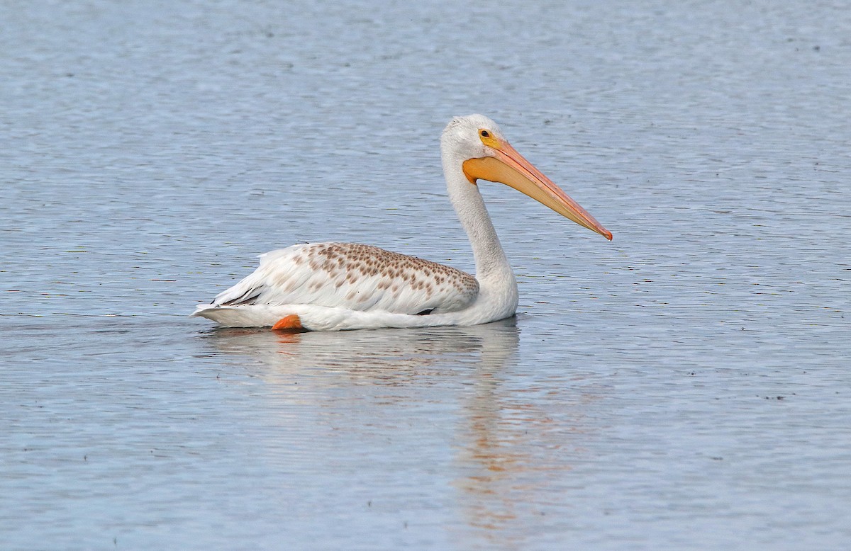 アメリカシロペリカン - ML649731891