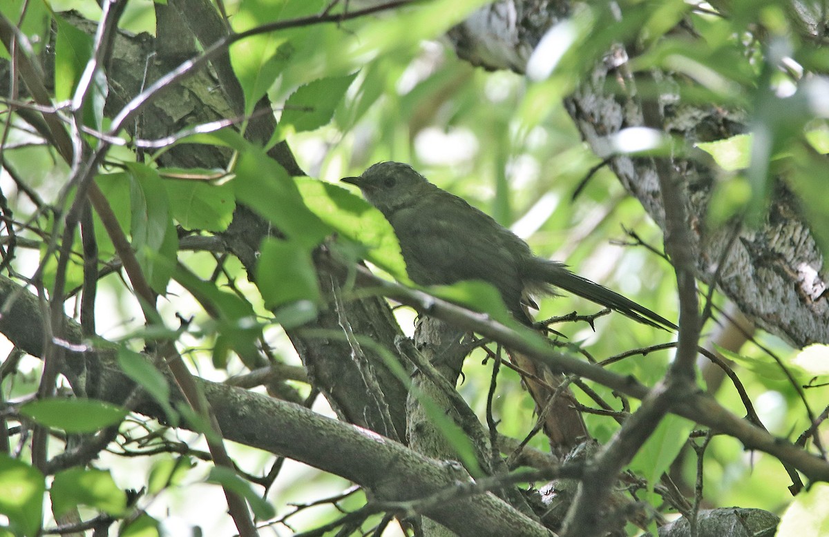 ネコマネドリ - ML649731979