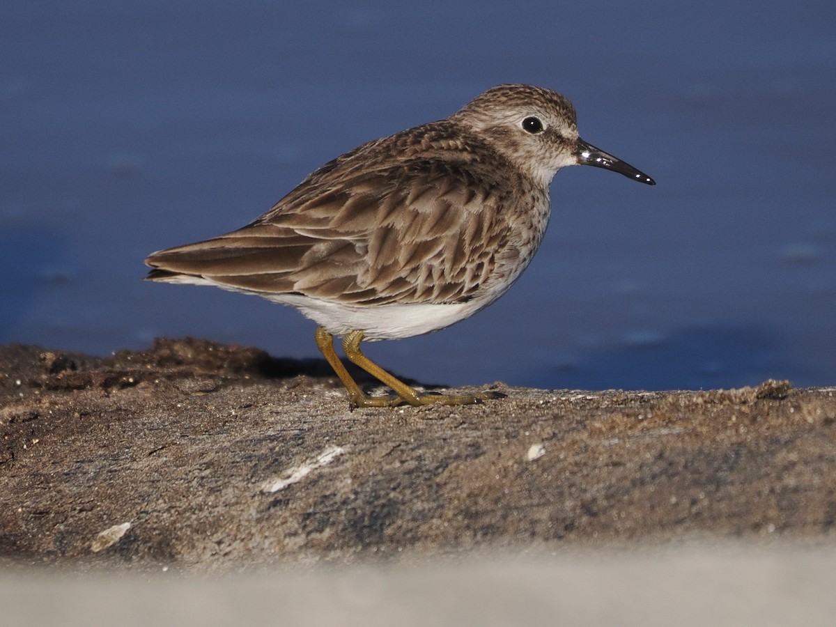 Least Sandpiper - ML649732137