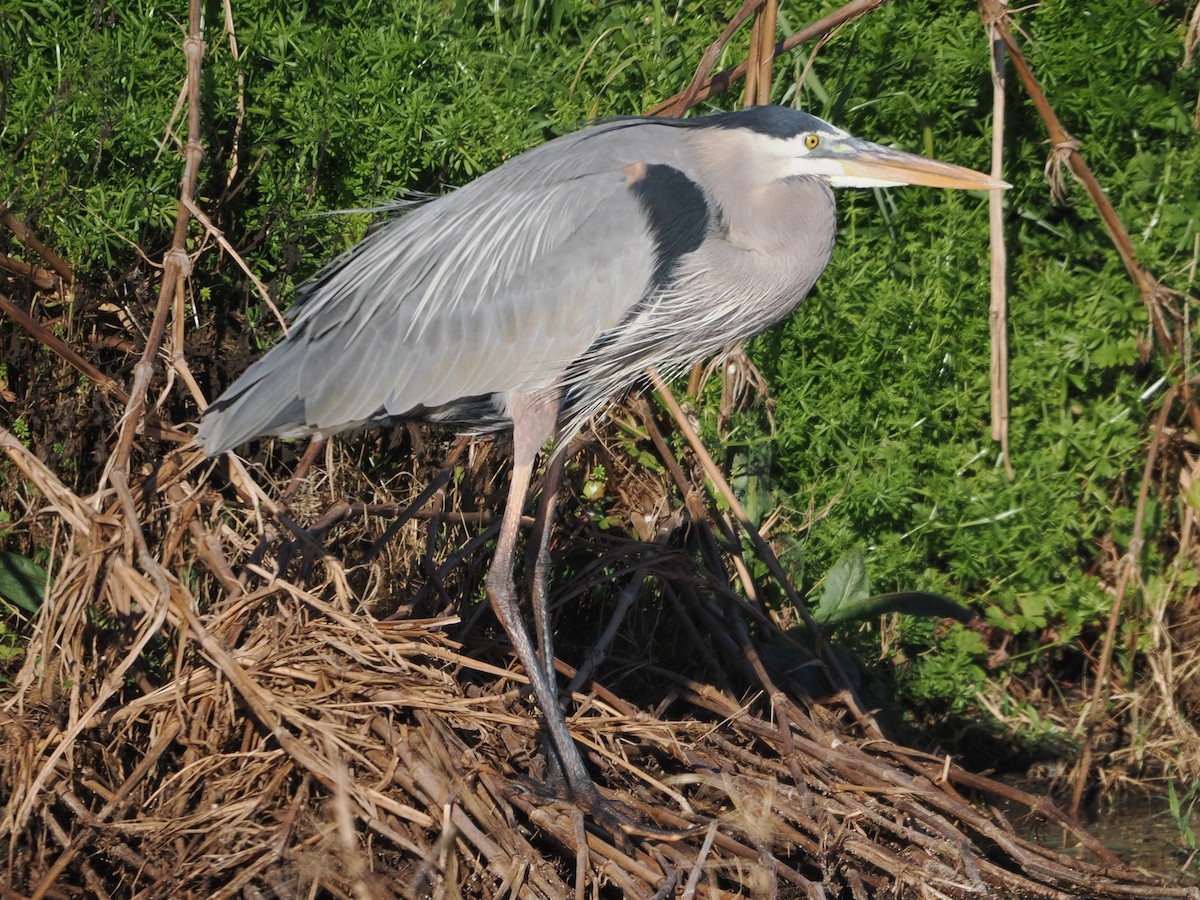 Great Blue Heron - ML649732144