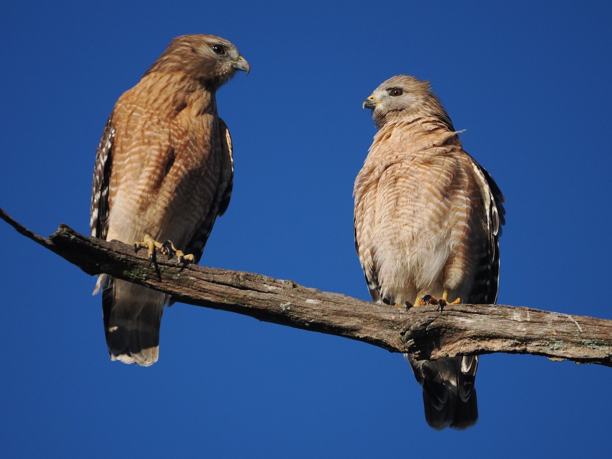 Red-shouldered Hawk - ML649732160