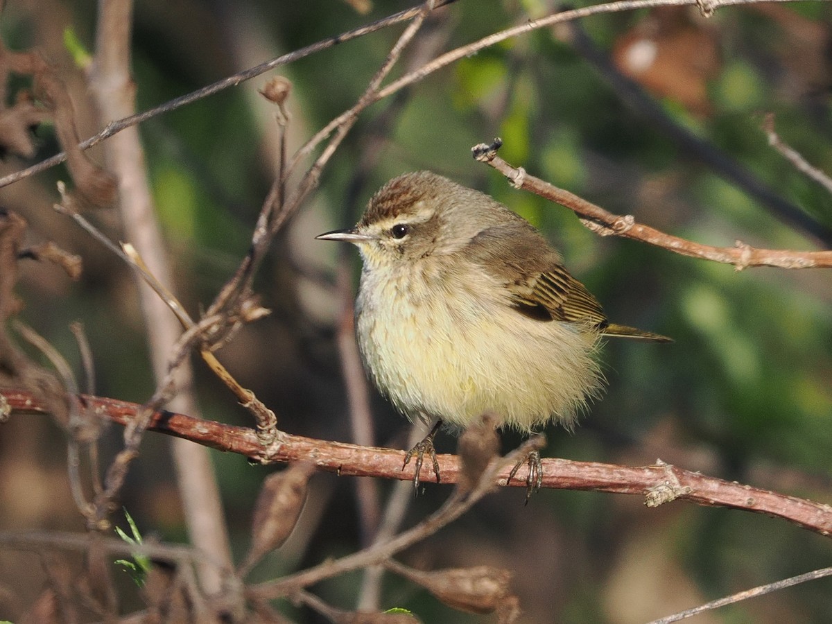 Palm Warbler - ML649732169