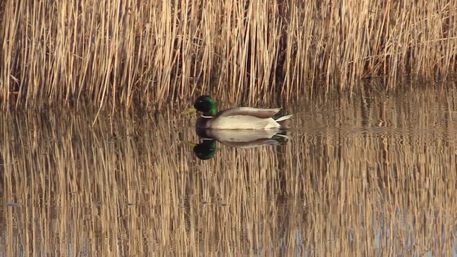 綠頭鴨 - ML649732788