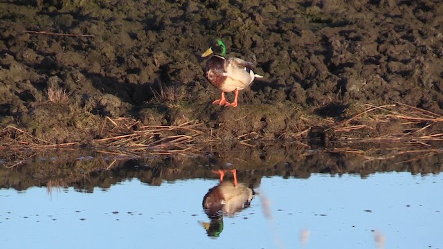 綠頭鴨 - ML649732813