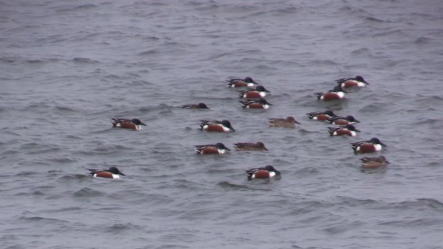 琵嘴鴨 - ML649733387