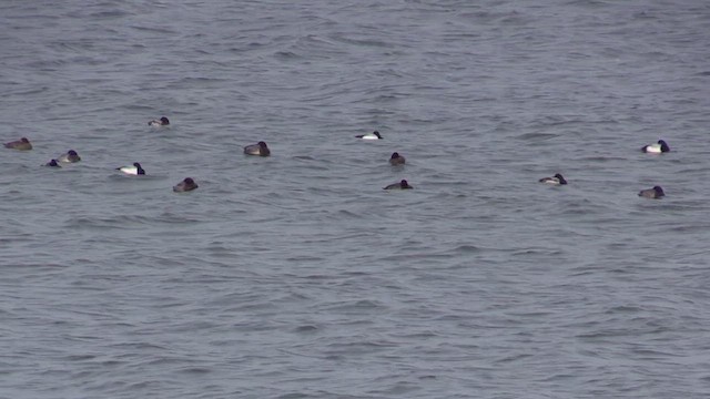 斑背潛鴨 - ML649734076