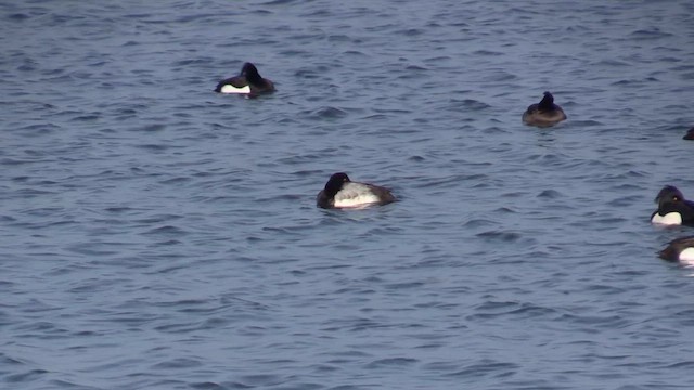 斑背潛鴨 - ML649734130