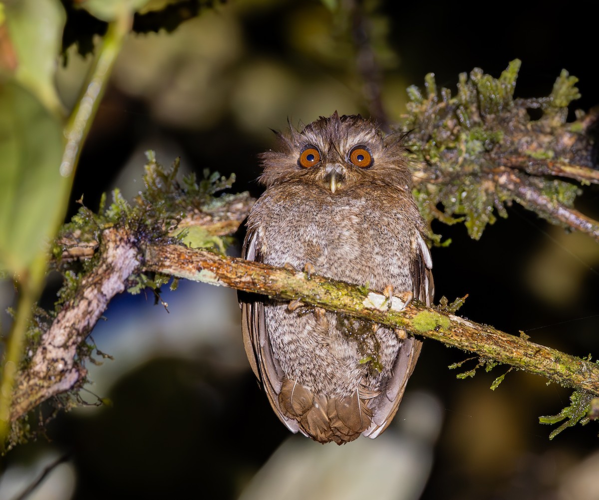 Long-whiskered Owlet - ML649734186