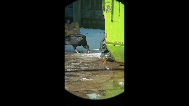 kondor havranovitý - ML649734382