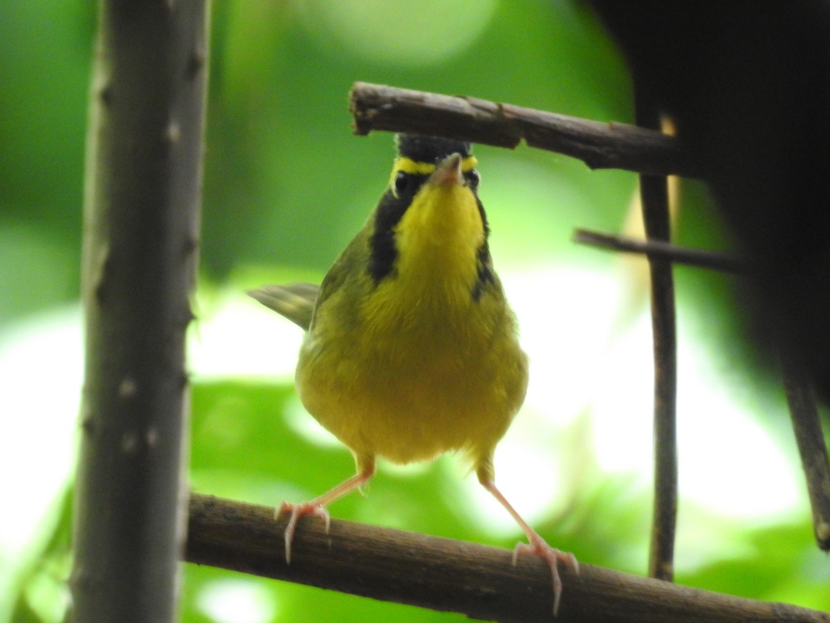 Reinita de Kentucky - ML649734416