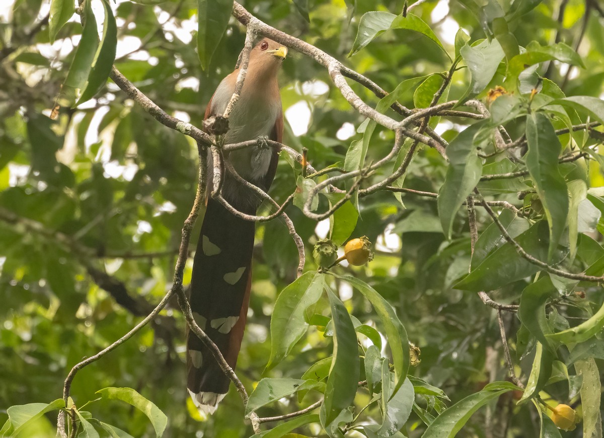 kukačka veverčí [skupina cayana] - ML649734674