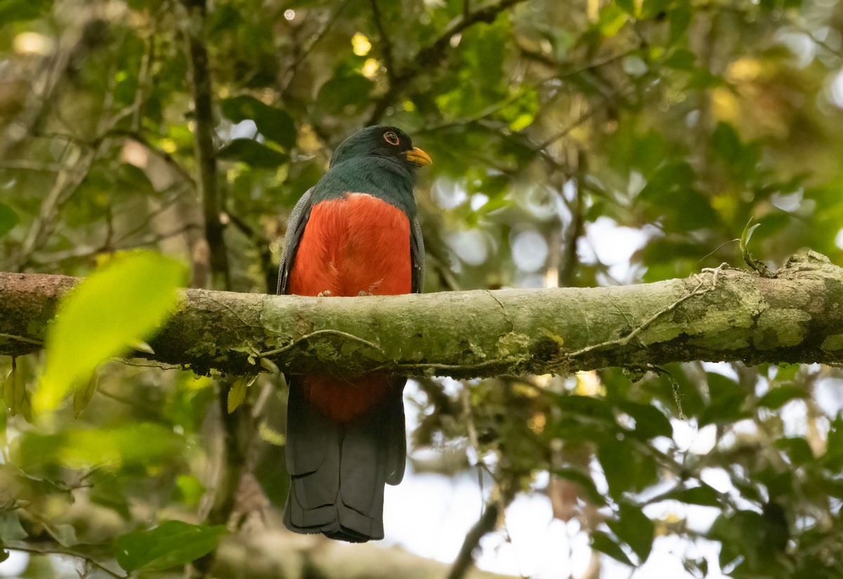 trogon volavý - ML649734685