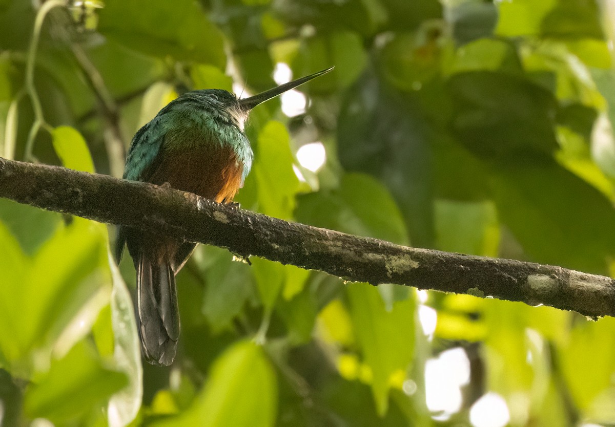 leskovec zelený - ML649734691