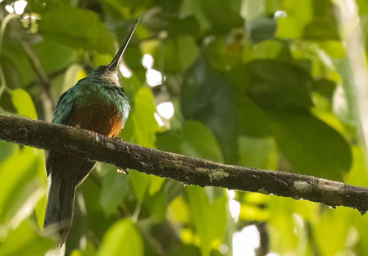 leskovec zelený - ML649734692