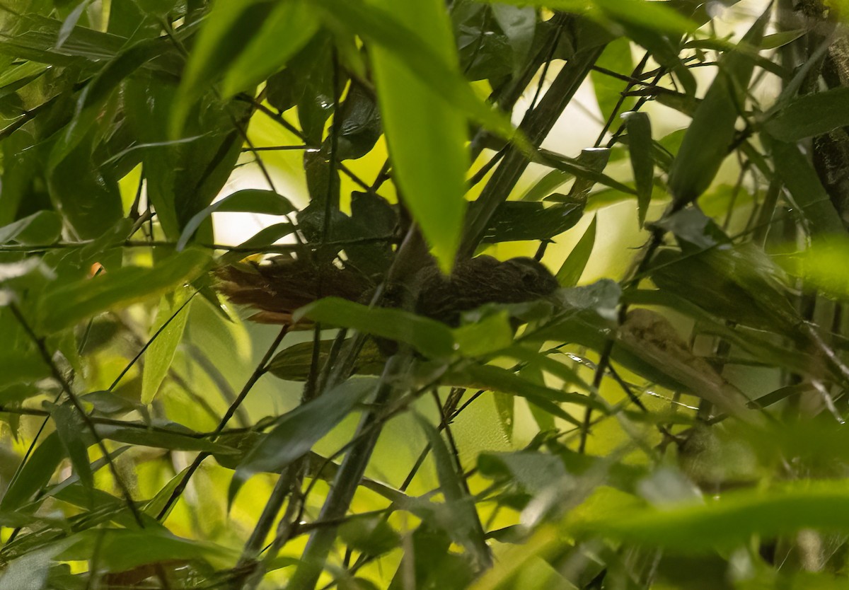 Orinoco Softtail - ML649734701