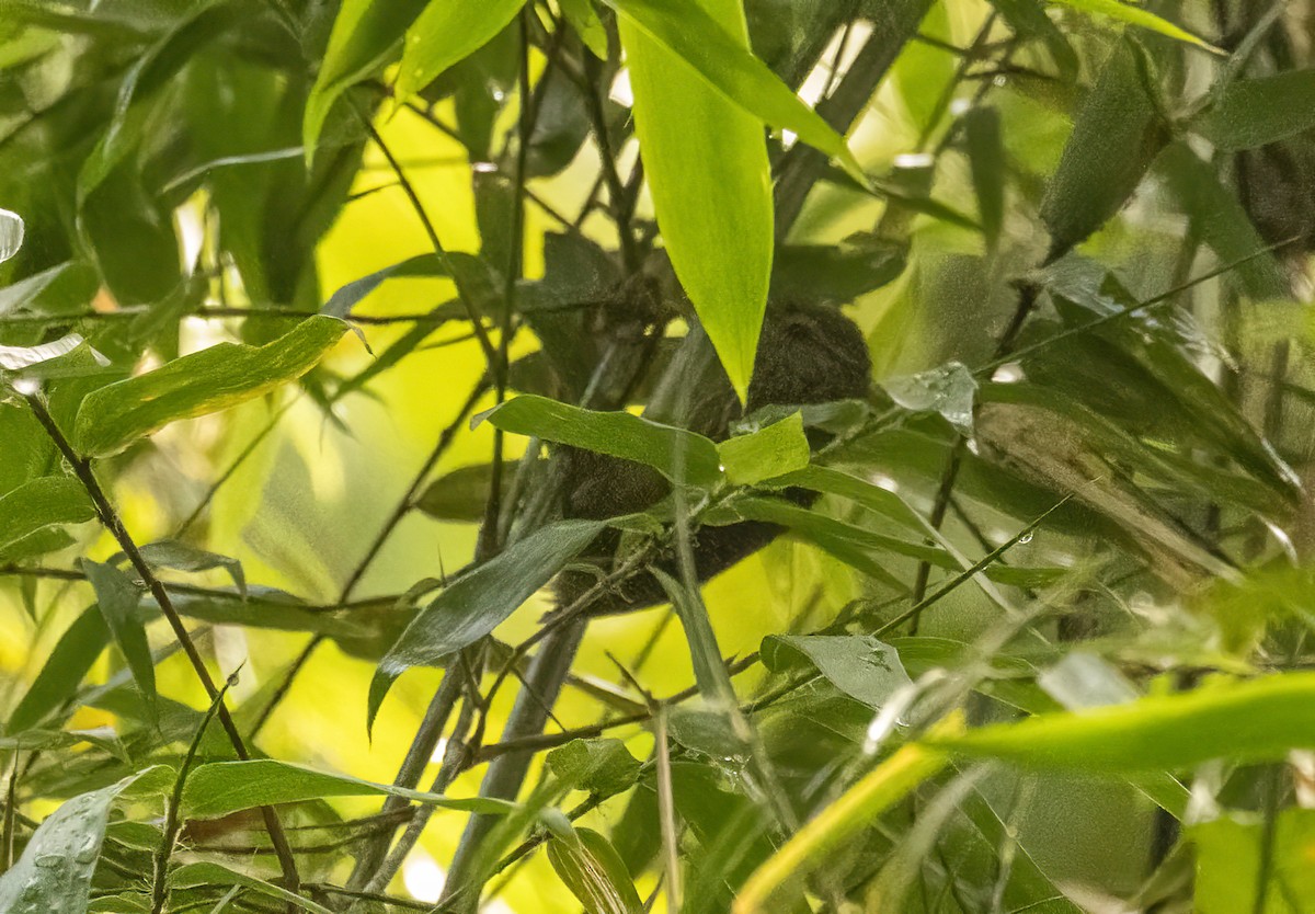 Orinoco Softtail - ML649734702