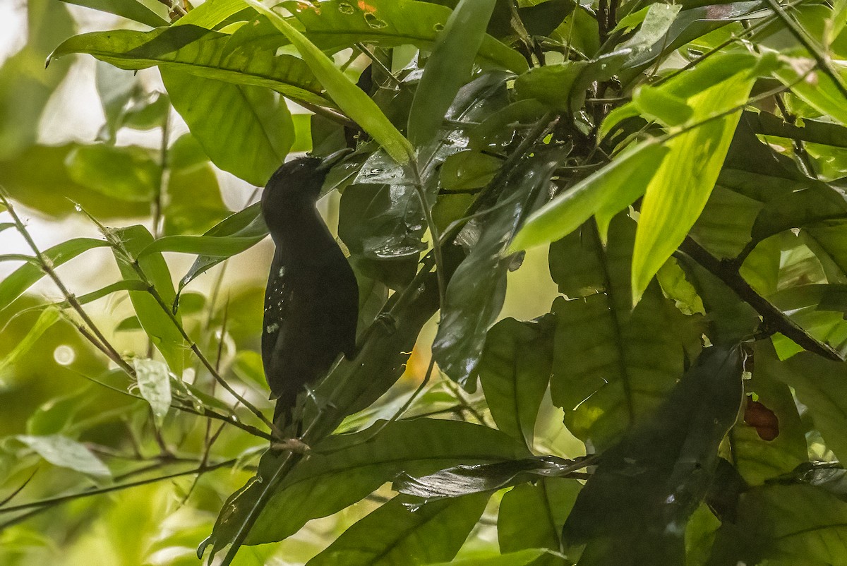 Dot-winged Antwren - ML649734722