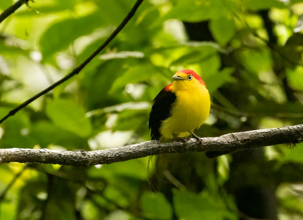 Wire-tailed Manakin - ML649734733