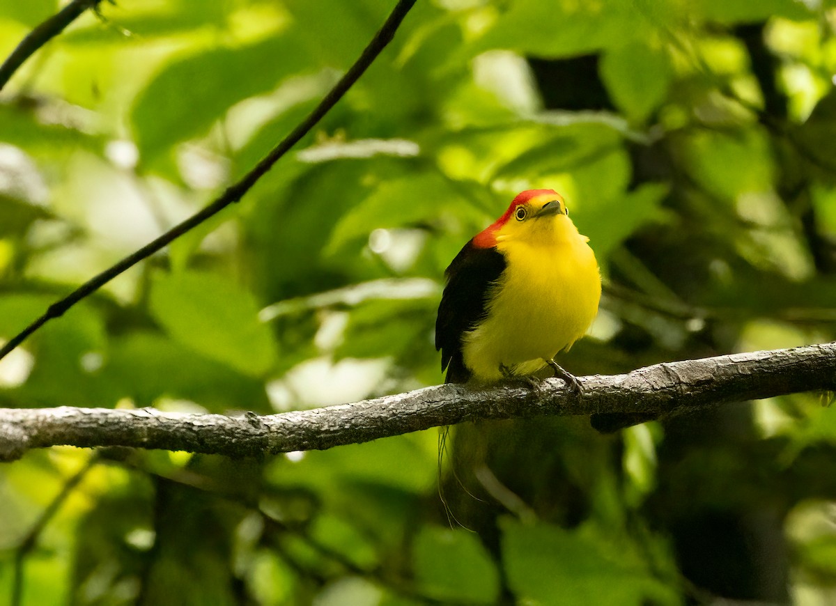 Wire-tailed Manakin - ML649734734