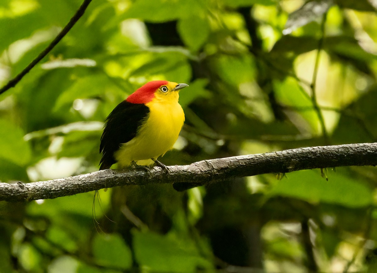 Wire-tailed Manakin - ML649734735