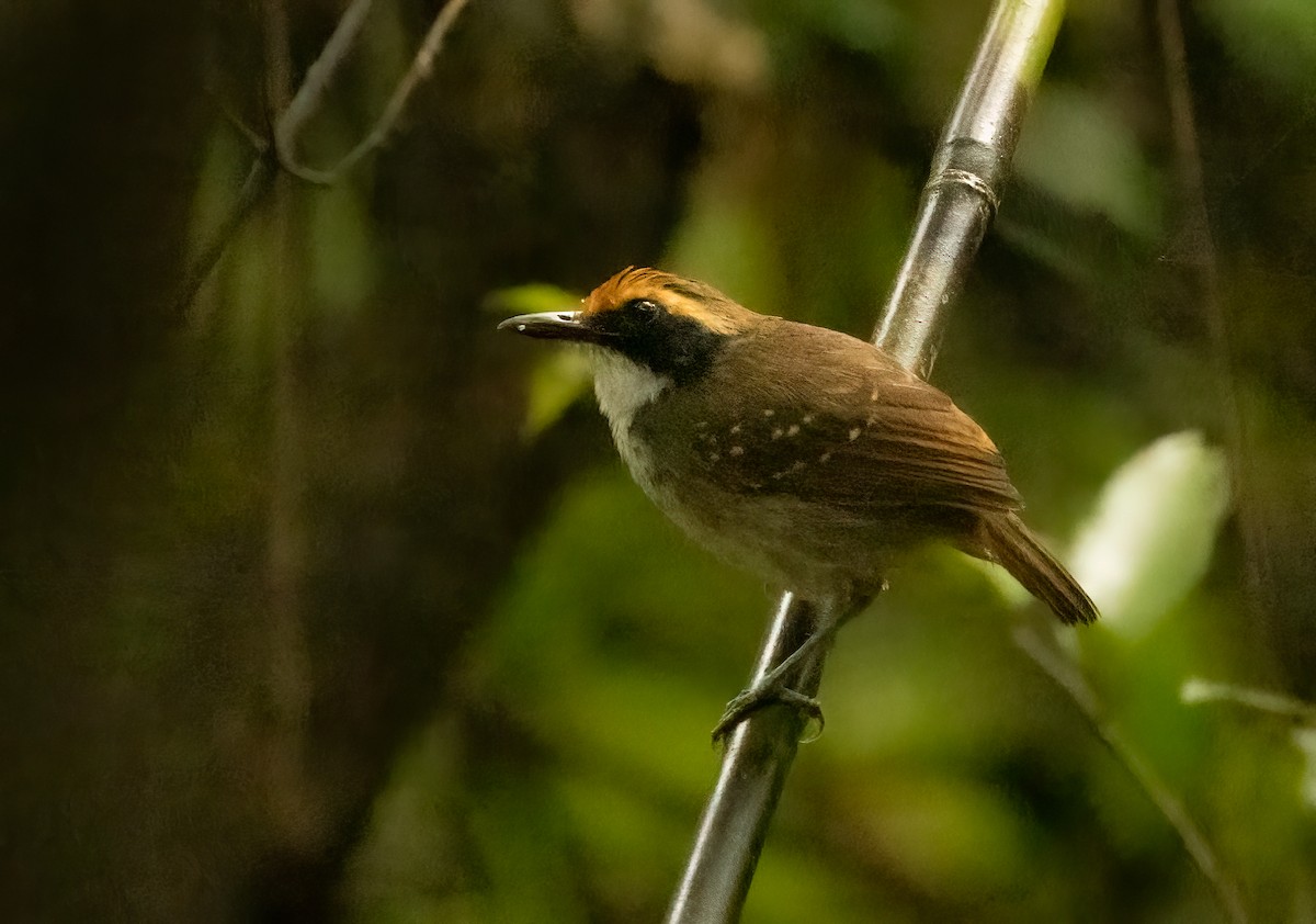 White-browed Antbird - ML649734747