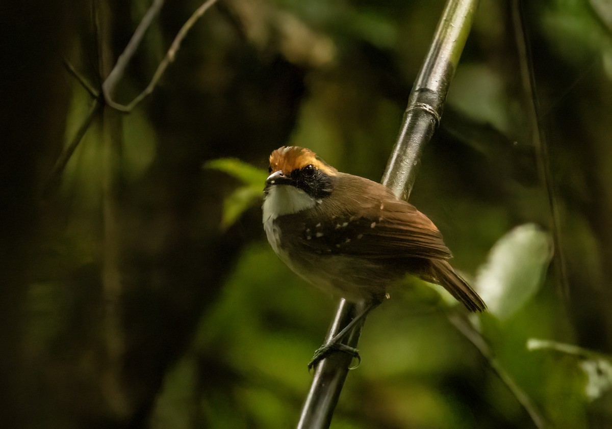 White-browed Antbird - ML649734748