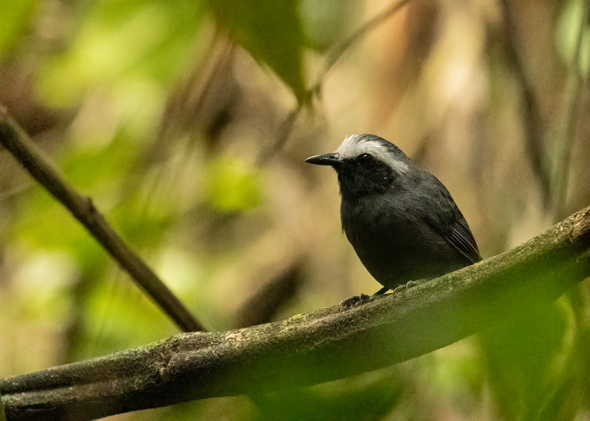 White-browed Antbird - ML649734749