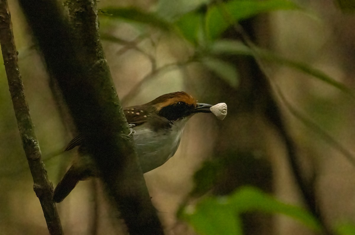 White-browed Antbird - ML649734750