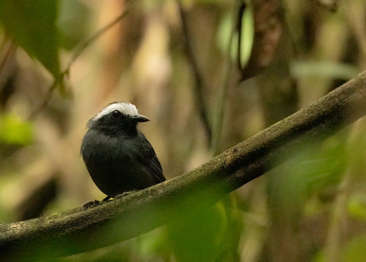 White-browed Antbird - ML649734751