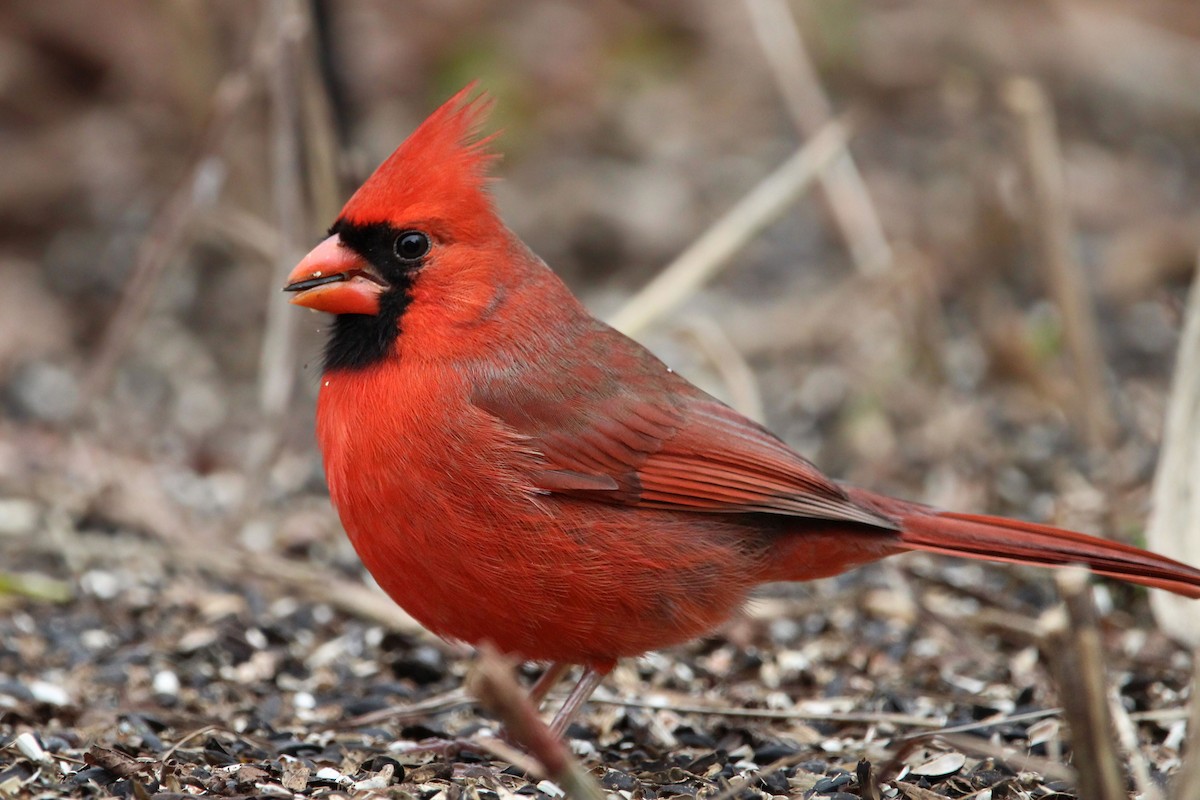 Northern Cardinal - ML649734761