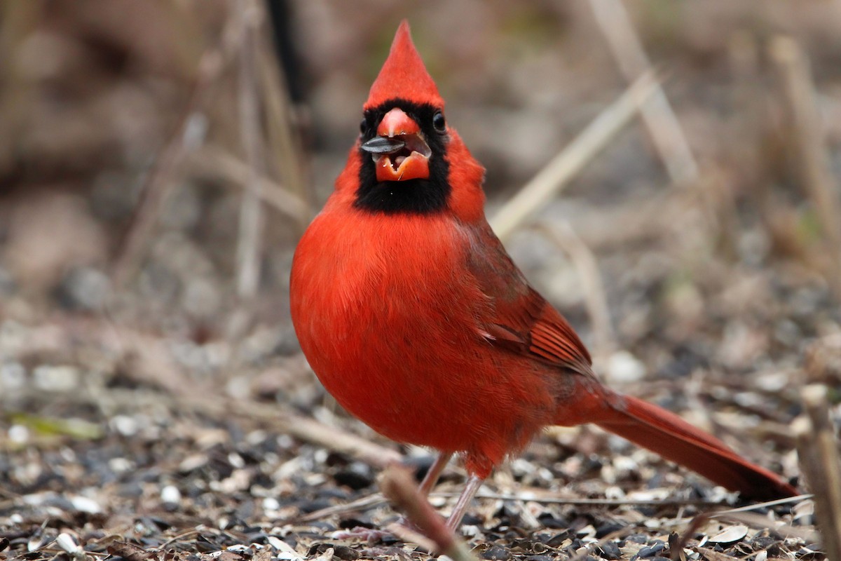 Northern Cardinal - ML649734762