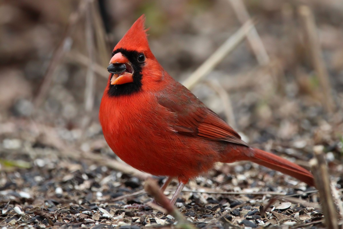 Northern Cardinal - ML649734763