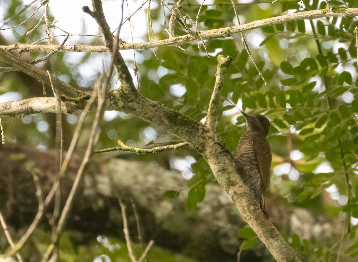 datel vrabčí - ML649734770