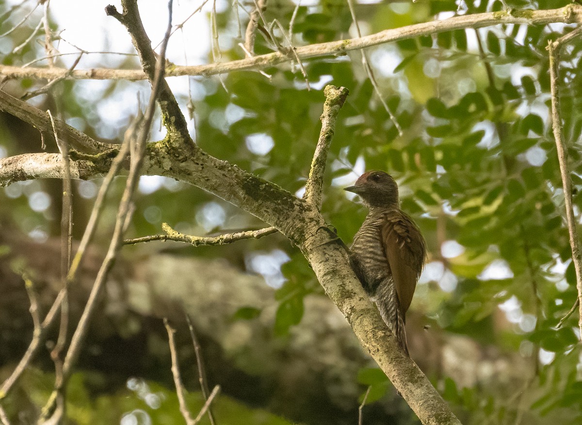 datel vrabčí - ML649734771