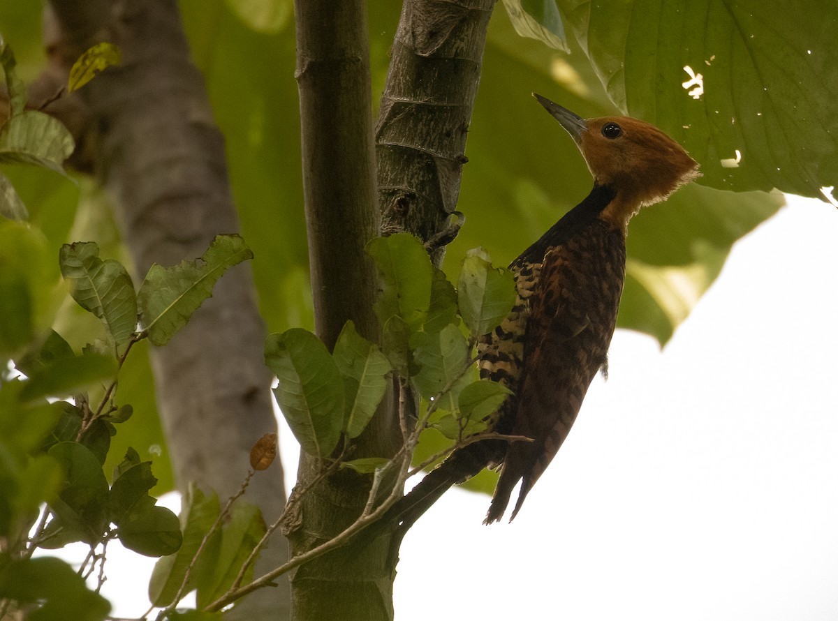datel obojkový (ssp. occidentalis) - ML649734816