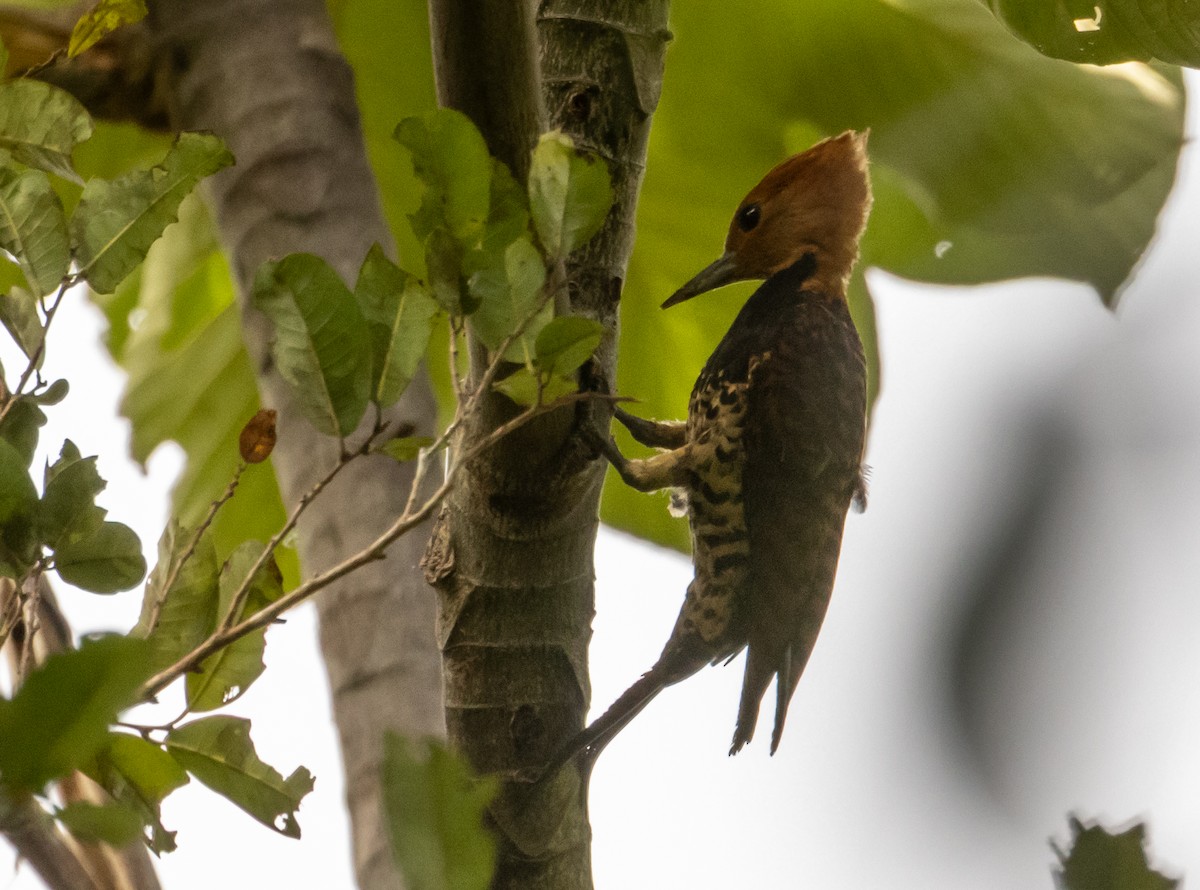 datel obojkový (ssp. occidentalis) - ML649734817