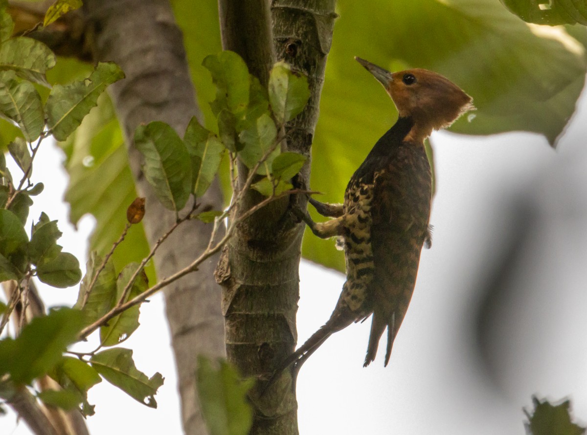 datel obojkový (ssp. occidentalis) - ML649734818