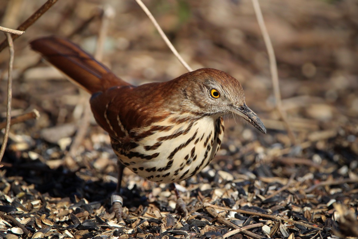 Brown Thrasher - ML649734903